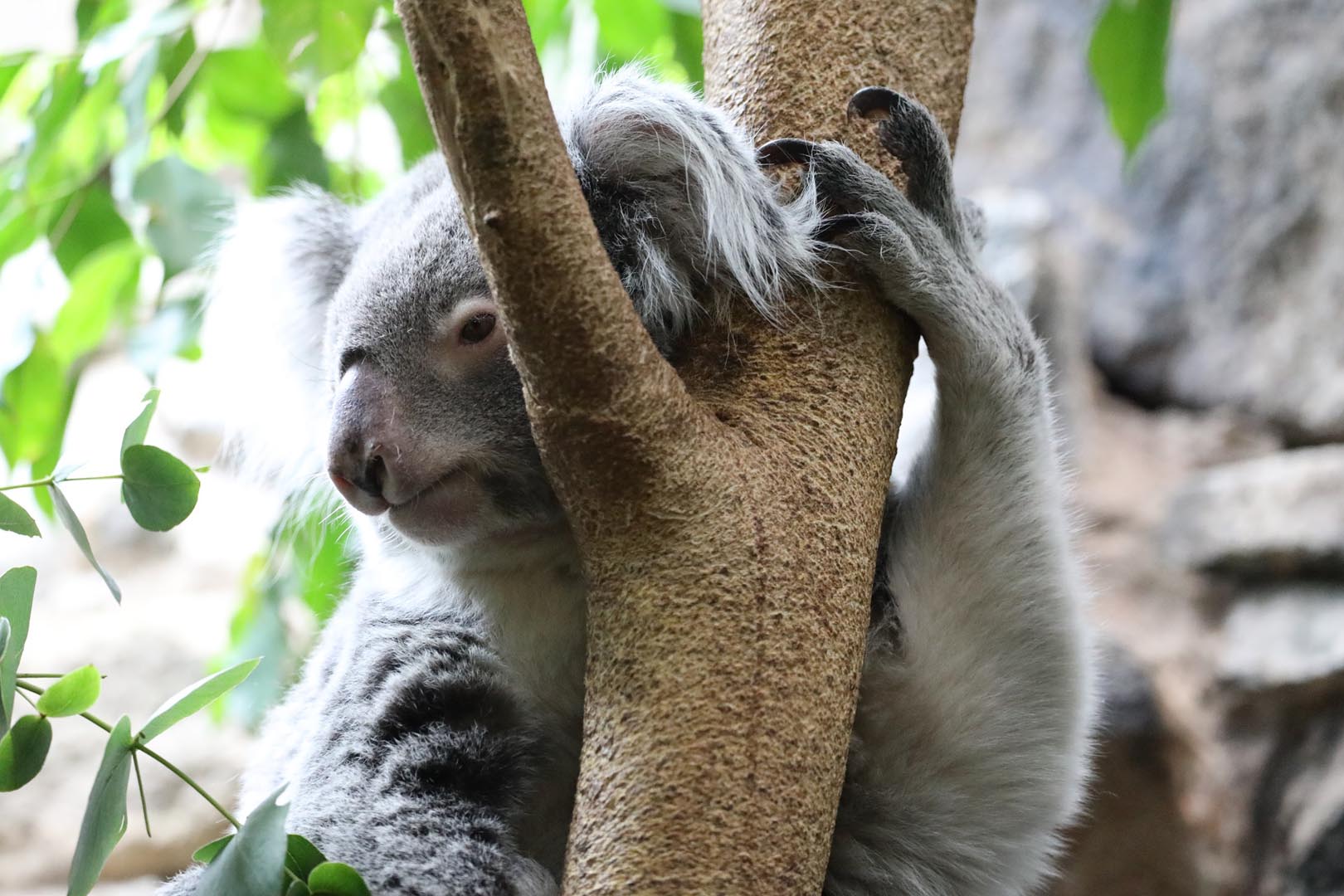 Close up from front of Queensland koala holding on to branch with one arm up, looking to left side Image: ALLIE MCGREGOR 2024
